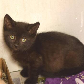 Fred -  Domestic Short Hair Cat for Adoption in Belleville, Illinois - Fred | PetCurious