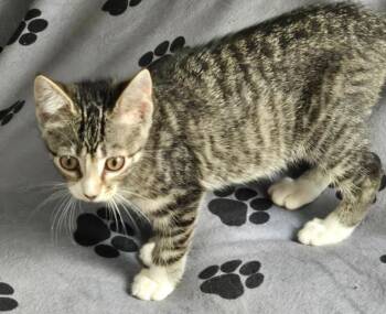 Foxy Lady -  Domestic Short Hair Cat for Adoption in Hinckley, Illinois - Foxy Lady | PetCurious