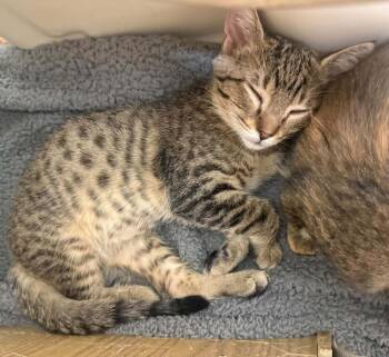 Schwann -  Domestic Short Hair Cat for Adoption in Tucson, Arizona - Schwann | PetCurious