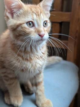 Dublin -  Domestic Short Hair Cat for Adoption in Adrian, Michigan - Dublin | PetCurious