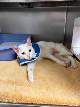 Siamese Cats Available for Adoption in Liverpool, New York - Tawny | PetCurious