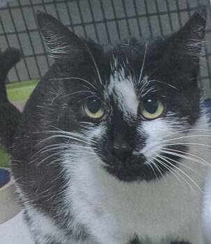 Panda -  Domestic Short Hair Cat for Adoption in Fort Madison, Iowa - Panda | PetCurious