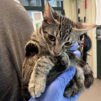 Waterloo -  Domestic Short Hair Cat for Adoption in Pasadena, California - Waterloo | PetCurious