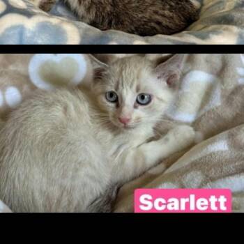 Scarlett -  Siamese Cat for Adoption in South Elgin, Illinois - Scarlett | PetCurious