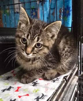 Ramona -  Domestic Short Hair Cat for Adoption in Auburn, Indiana - Ramona | PetCurious