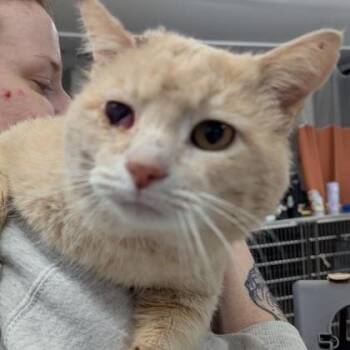 Domestic Short Hair Cats Available for Adoption - Sherbert | PetCurious