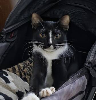 Rescue Domestic Short Hair Cats for Adoption in New York, New York - Miss Moppet/Mittens | PetCurious