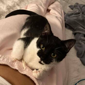 Domestic Short Hair Cats Available for Adoption - Juliet | PetCurious