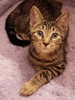 Macaroni -  Domestic Short Hair Cat for Adoption in Washington Grove, Maryland - Macaroni | PetCurious