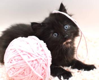 Bombay and Siamese Cats Available for Adoption in Mobile, Alabama - Jalapeño | PetCurious