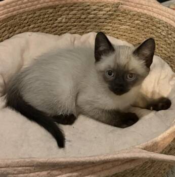 Begonia -  Domestic Short Hair and Siamese Cat for Adoption in Homer Glen, Illinois - Begonia | PetCurious