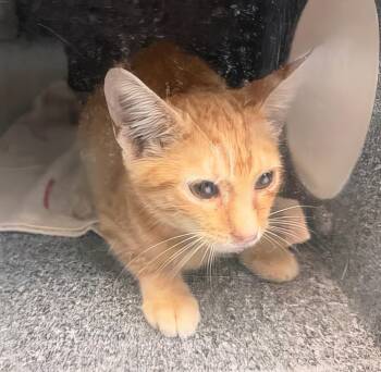 Takis -  Domestic Short Hair Cat for Adoption in Nashville, Tennessee - Takis | PetCurious