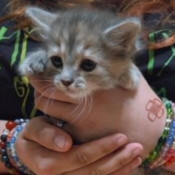 Dilute Calico and Calico Cats Available for Adoption in Tehachapi, California - Aimee | PetCurious