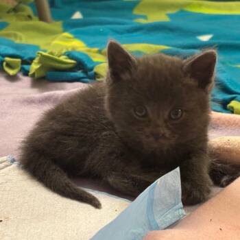 Domestic Short Hair and Russian Blue Cats Available for Adoption - Dustin | PetCurious