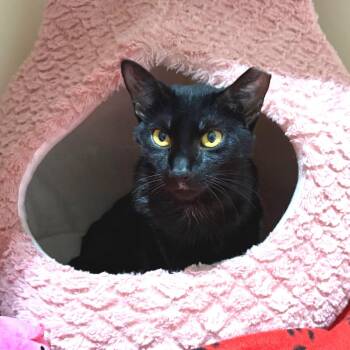 Domestic Short Hair Cats Available for Adoption in Sarasota, Florida - Bonnie | PetCurious