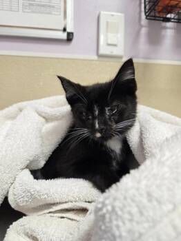 Jr. Cheeseburger -  Domestic Short Hair Cat for Adoption in Vancouver, Washington - Jr. Cheeseburger | PetCurious