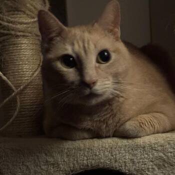 Domestic Short Hair Cats Available for Adoption - Senor Murphy | PetCurious