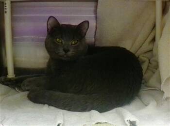 Domestic Short Hair Cats Available for Adoption - NIGEL CHESSUM | PetCurious