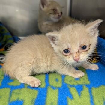 Sweet Pea -  Domestic Short Hair Cat for Adoption in Columbia, Missouri - Sweet Pea | PetCurious