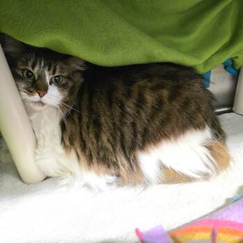 Domestic Long Hair Cats Available for Adoption in Fort Wayne, Indiana - Kenpi | PetCurious