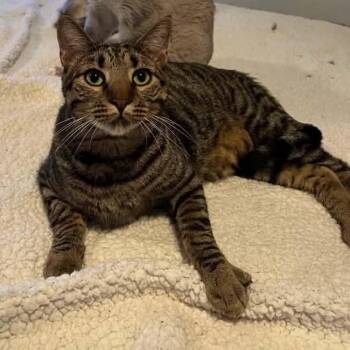 Tabby and Domestic Short Hair Cats Available for Adoption in Antioch, California - Guillermo | PetCurious