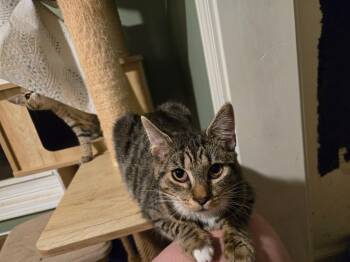 Astor -  Domestic Short Hair Cat for Adoption in Lexington, South Carolina - Astor | PetCurious