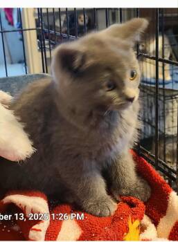 Rescue Domestic Medium Hair Cats for Adoption in Waynetown, Indiana - Naomi | PetCurious