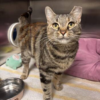 Domestic Short Hair Cats Available for Adoption in Charleston, South Carolina - Mabel (Pounce Cafe) | PetCurious