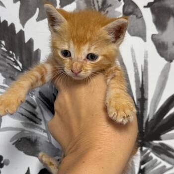 Domestic Short Hair Cats Available for Adoption in Wahiawa, Hawaii - Ciabatta | PetCurious