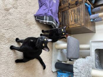 Rescue Domestic Short Hair Cats for Adoption in Albuquerque, New Mexico - Claus | PetCurious