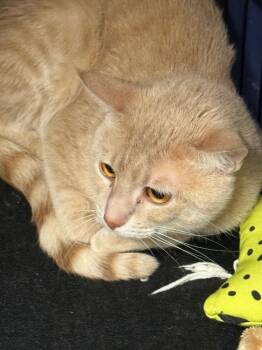 Rescue Domestic Short Hair Cats for Adoption in Saint Francisville, Louisiana - Murray | PetCurious