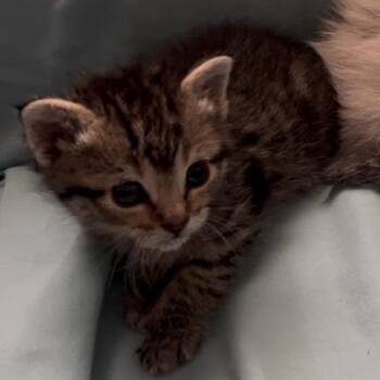 Domestic Short Hair Cats Available for Adoption in Cedaredge, Colorado - Thor | PetCurious