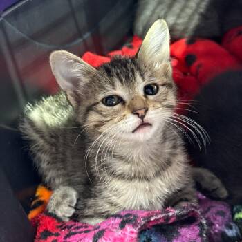 Americus Nation -  Domestic Short Hair Cat for Adoption in Spring Hill, Kansas - Americus Nation | PetCurious