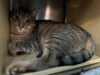 Rescue Domestic Short Hair Cats for Adoption in Trenton, New Jersey - Spencer | PetCurious