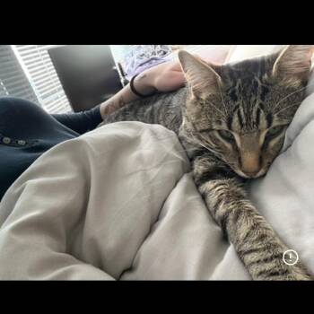 Spirit -  Domestic Short Hair Cat for Adoption in Middleton, Wisconsin - Spirit | PetCurious
