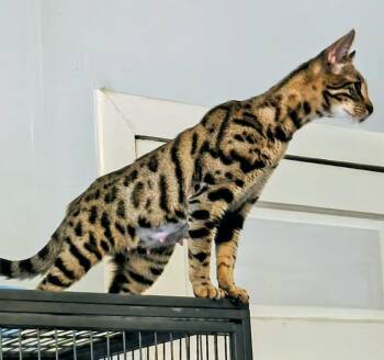 Nova -  Bengal and Domestic Short Hair Cat for Adoption in Tavares, Florida - Nova | PetCurious