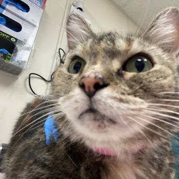 Poppy -  Domestic Short Hair Cat for Adoption in Lakeland, Florida - Poppy | PetCurious