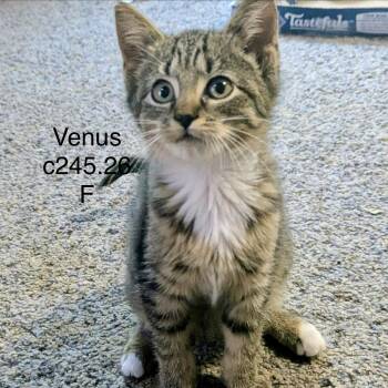 Foster Venus -  Domestic Short Hair and Tiger Cat for Adoption in Batavia, New York - Foster Venus | PetCurious