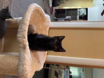 Jetsam -  Domestic Short Hair Cat for Adoption in Bethel Park, Pennsylvania - Jetsam | PetCurious
