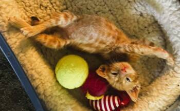 Domestic Short Hair Cats Available for Adoption in Warner Robins, Georgia - Timon | PetCurious
