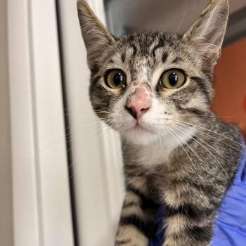Zipp -  Domestic Short Hair Cat for Adoption in Kanab, Utah - Zipp | PetCurious