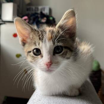 Domestic Short Hair Cats Available for Adoption in Chicago, Illinois - Nami | PetCurious