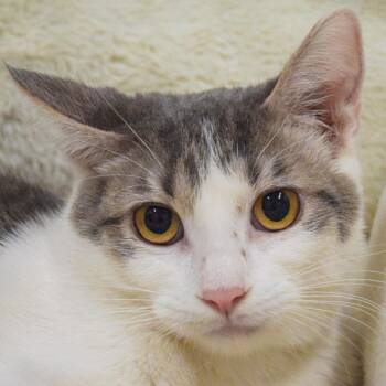 Tabby and Domestic Short Hair Cats Available for Adoption in Huntley, Illinois - Candy | PetCurious