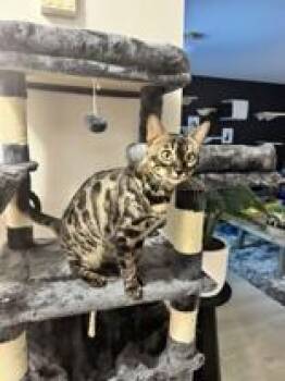 Bengal Cats Available for Adoption in Pickering, Ontario - Black Beauty | PetCurious