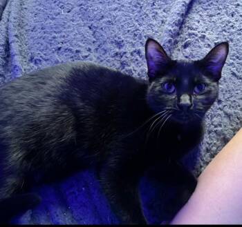 Clawdia -  Domestic Short Hair Cat for Adoption in Mokena, Illinois - Clawdia | PetCurious
