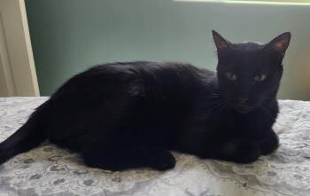 Domestic Short Hair Cats Available for Adoption in Youngtown, Arizona - Binx 26 / Banjo 26 | PetCurious
