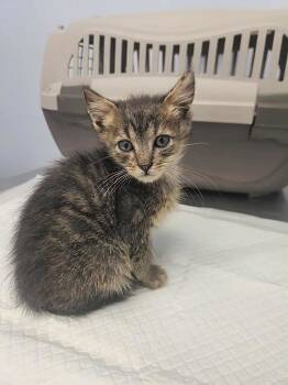 Rescue Domestic Short Hair Cats for Adoption in Forest, Virginia - *Raccoon | PetCurious