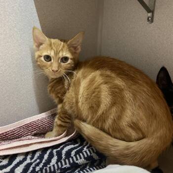 Knuckles -  Domestic Short Hair Cat for Adoption in Pittsburgh, Pennsylvania - Knuckles | PetCurious