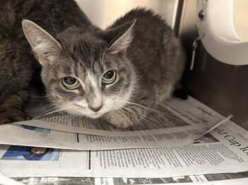 POPPY -  Domestic Short Hair Cat for Adoption in Thousand Palms, California - POPPY | PetCurious