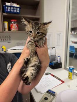 Checkers -  Domestic Long Hair Cat for Adoption in Greenfield, Indiana - Checkers | PetCurious